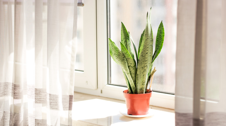 snake plant on windowsill