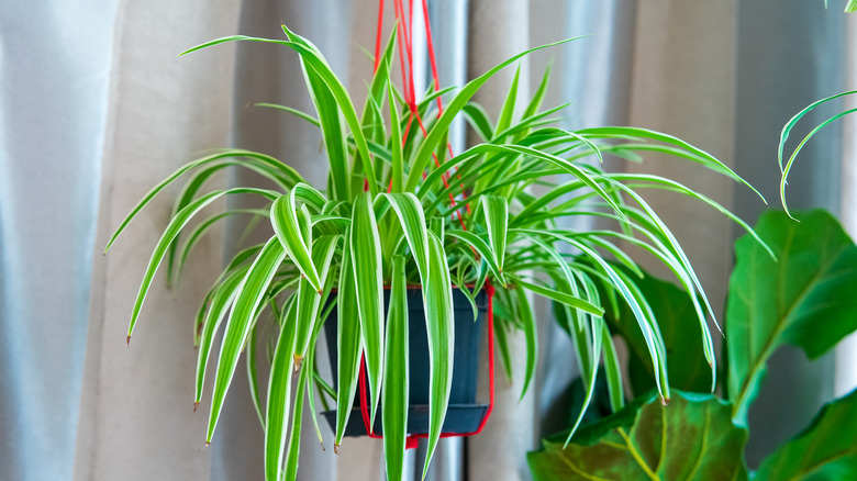 hanging spider plant