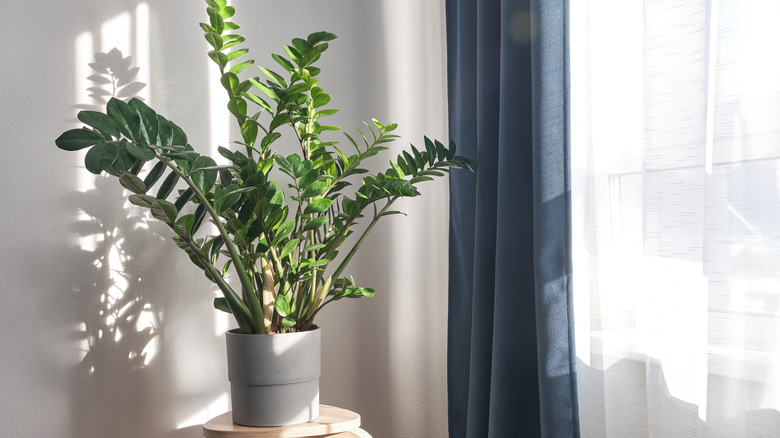 Zamioculca zamiifolia plant near window