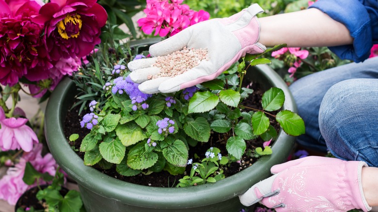 fertilizing flowers in pot