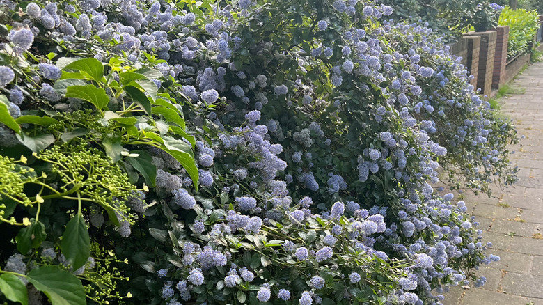 california lilac hedge