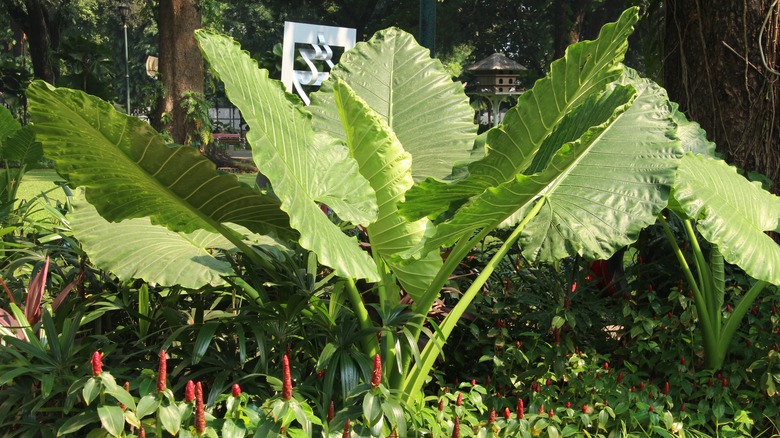 large elephant ear plants 