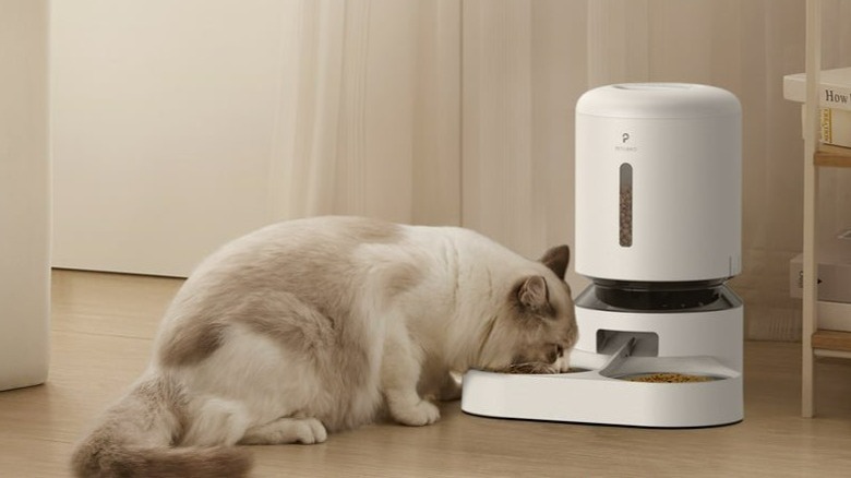 White cat using automatic feeder