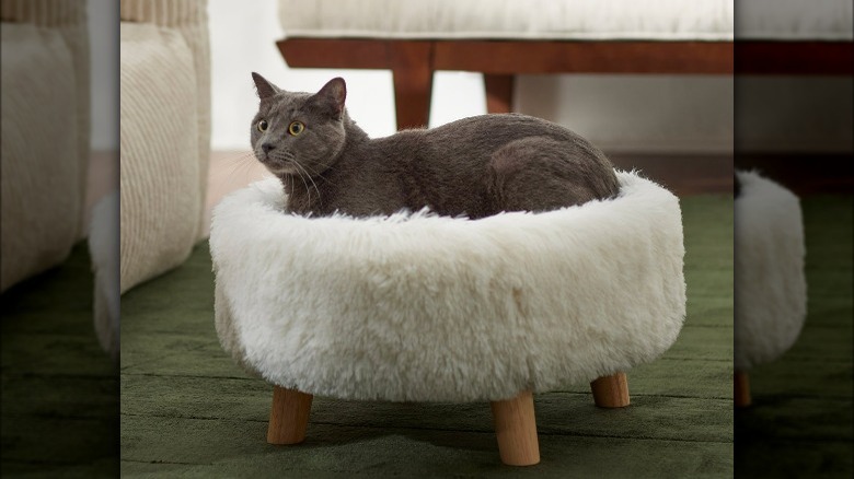 Gray cat in white bed