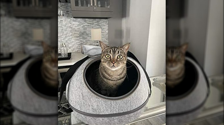 Cat in gray pet carrier