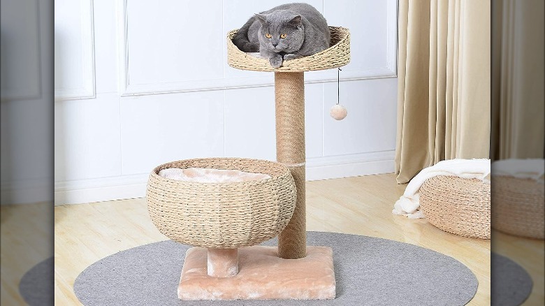 Gray cat on a perch