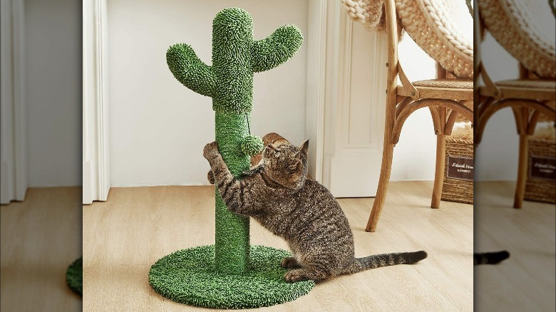 Cat using scratching post