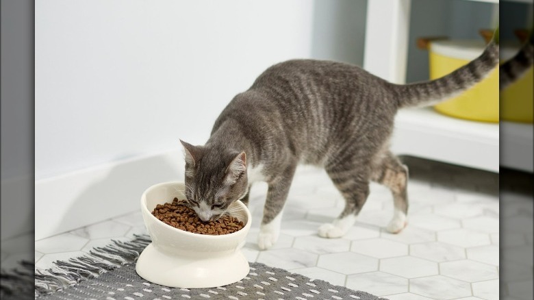 Kitten eating out of dish