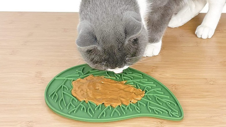 Gray cat using lick mat 