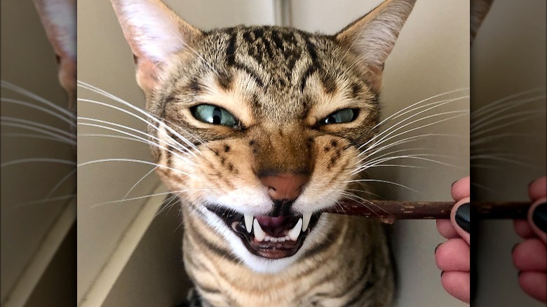 Cat chewing on silvervine stick