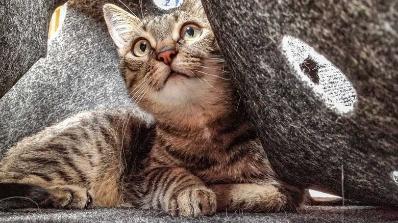 Cat using brown ripple rug