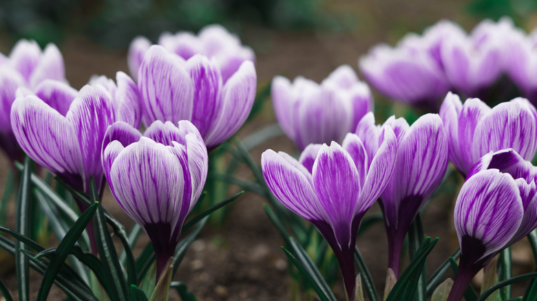 Purple flowers