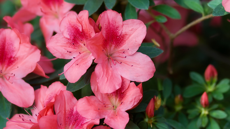 Pink azalea in bloom