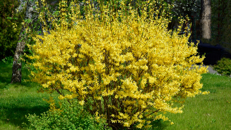 Yellow forsythia in bloom