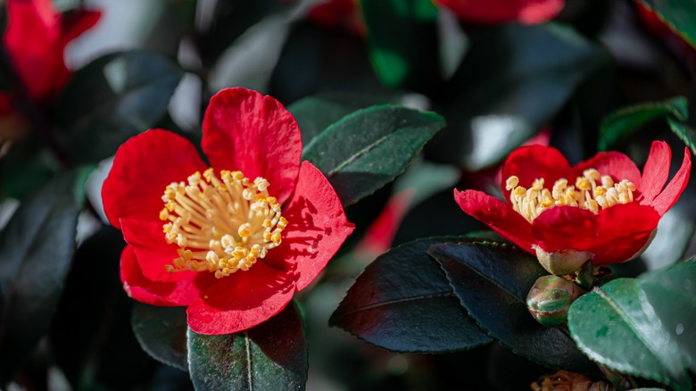 Camellia in bloom