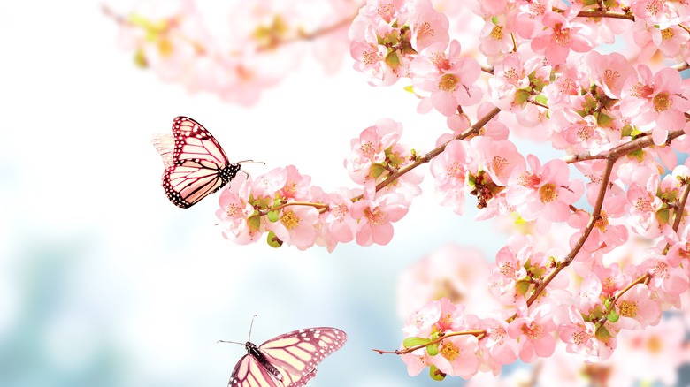 Flowering quince and butterflies