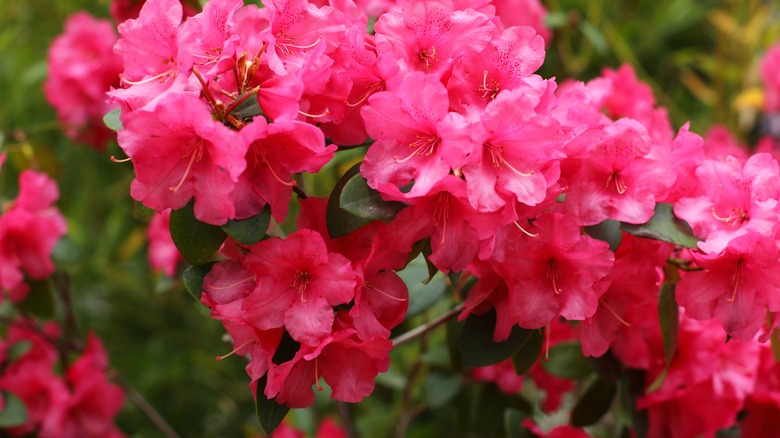 Rhododendron in bloom in garden