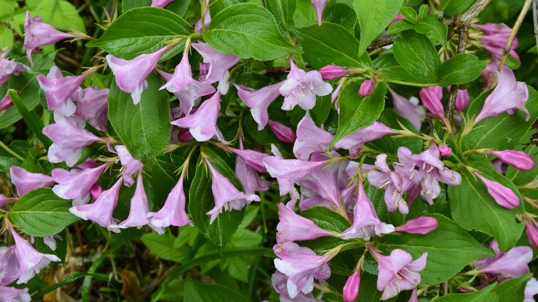 Weigela in bloom