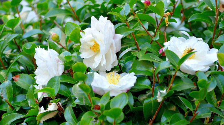 A lovely white flowering camellia sasanqua