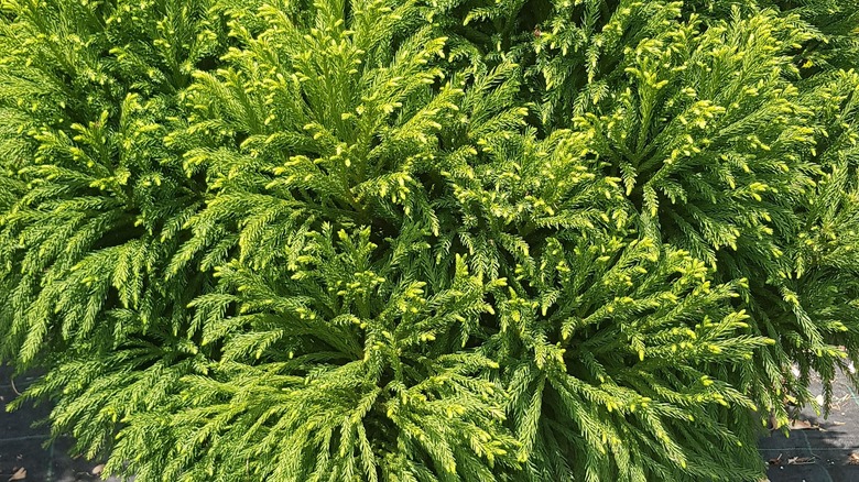 Close up of Cryptomeria japonica 'Globosa Nana'