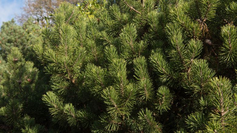 Closeup of a dwarf mountain pine showing the attractive needled foliage