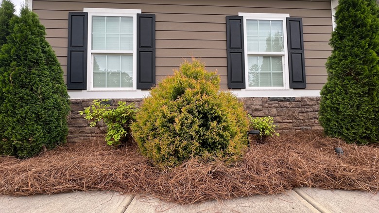 Fire Chief Eastern arborvitae growing in a garden bed in between two windows