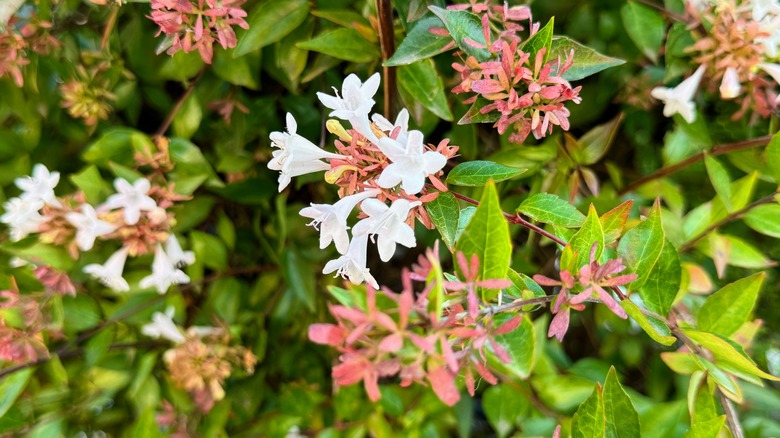 Closeup of the glossy abelia with shiny foliage and small white flower clusters