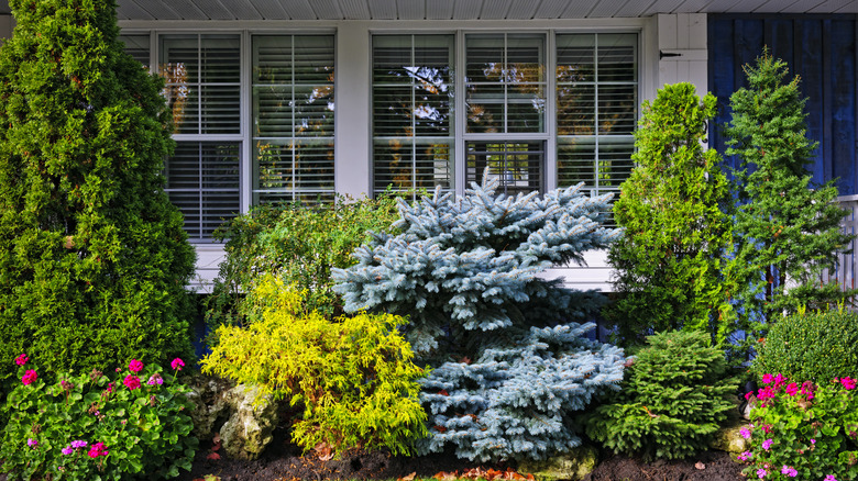 A group of shrubs and small trees growing in front of large windows