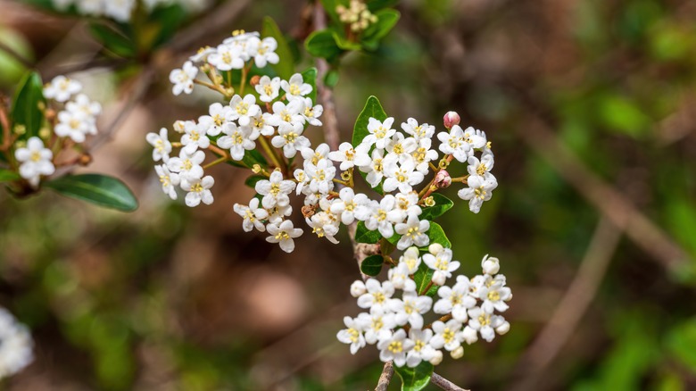 Closeup of the pretty white flowers on Walter's Viburnum