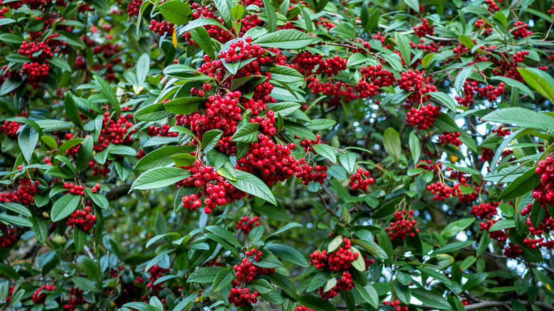 Willowleaf cotoneaster with bright red berries