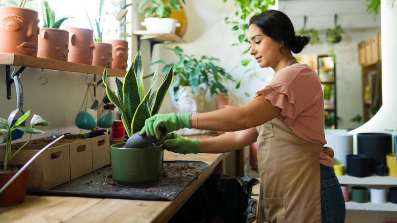 A woman repotting a snake plant in a plant-filled potting room