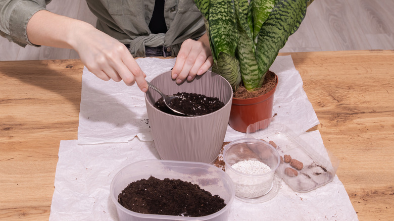 A gardener preparing the potting mix for a snake plant