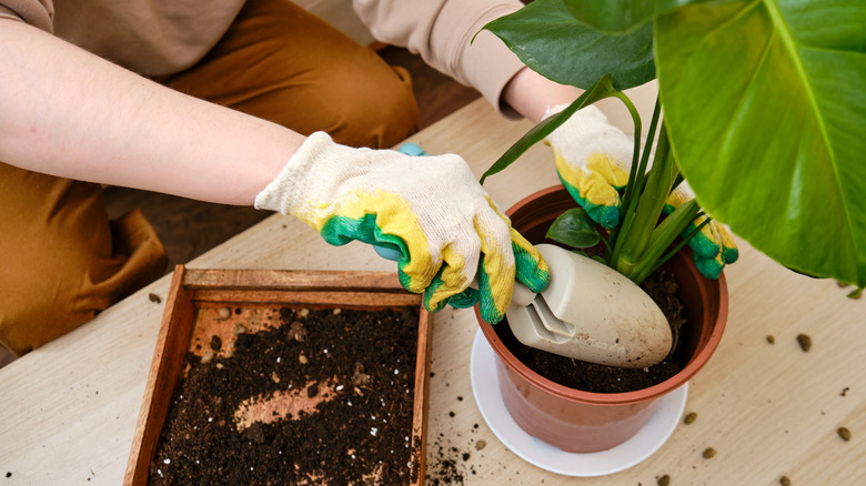 Scooping soil into a monstera's pot