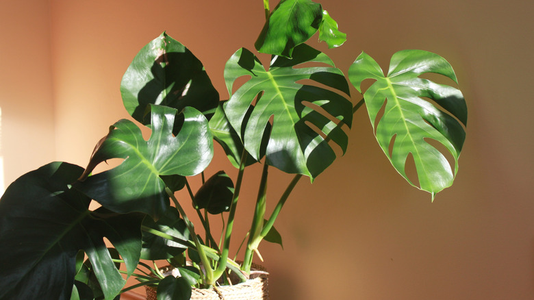 Dappled light hitting a monstera plant's leaves