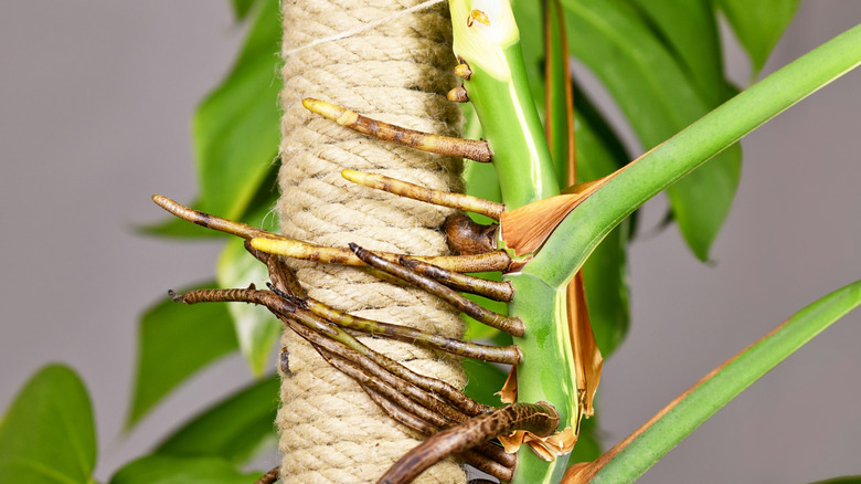 Monstera aerial roots attaching to pole