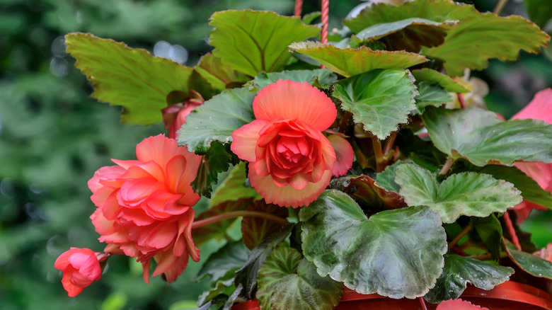 red tuberous begonia