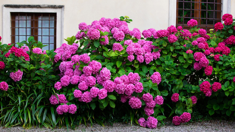 Pink hydrangea blooms near house