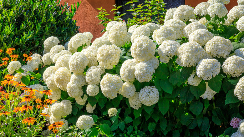 White hydrangeas in the sun