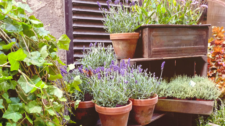 lavender plants in clay pots