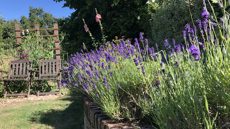 Lavender in bloom 