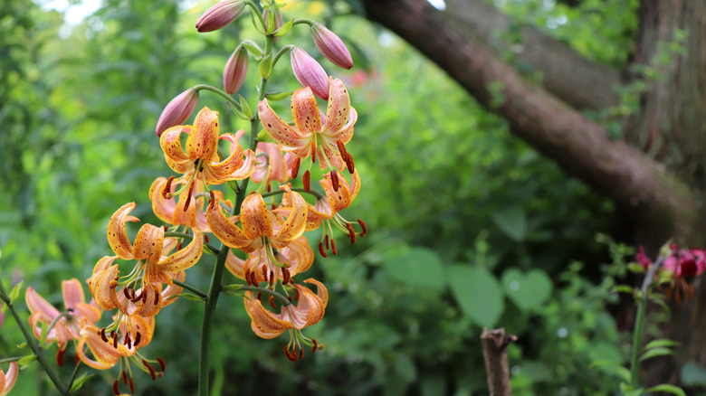 Martagon lily beneath tree cover