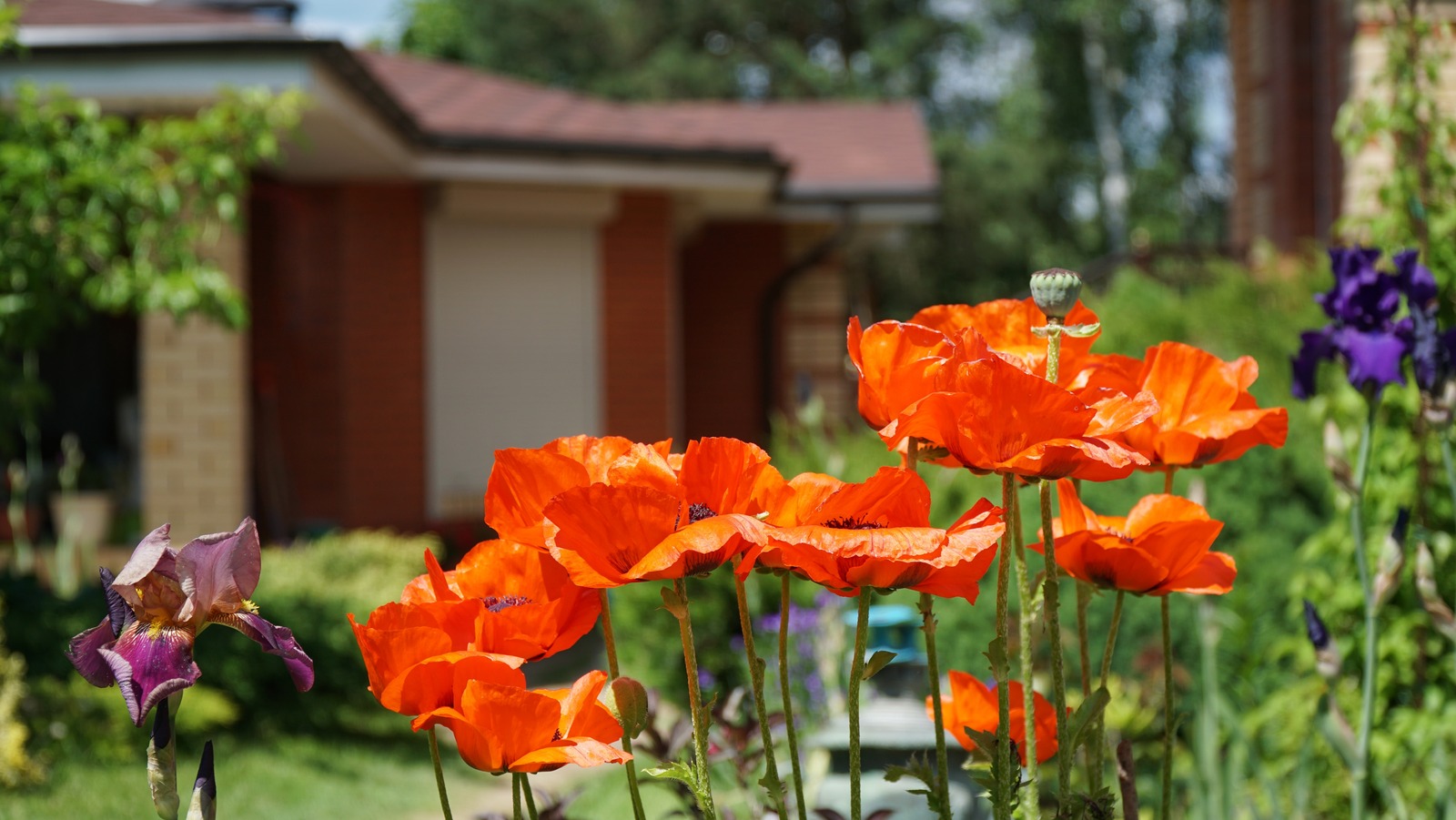 Quickest Flowers To Bloom From Seed