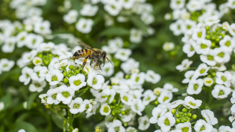 bee on sweet alyssum