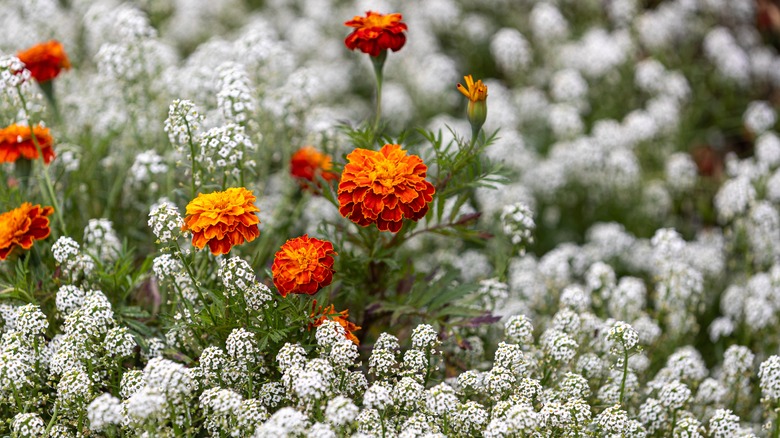 sweet alyssum and marigolds