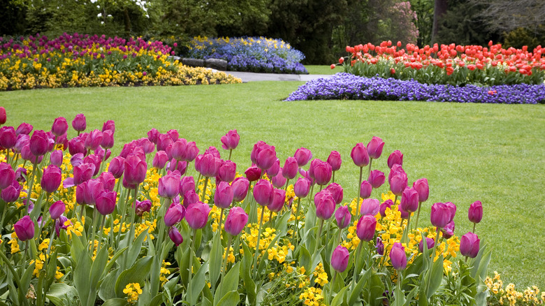 Mass planting of colorful tulips