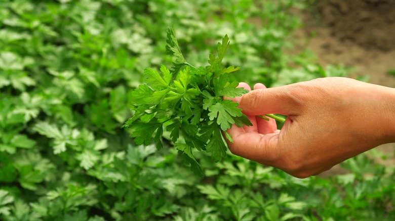 hand holding parsley plant