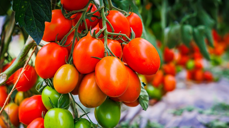 tomato plant growing fruit