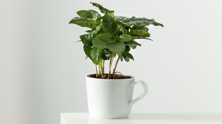 Coffee plant in mug-shaped pot