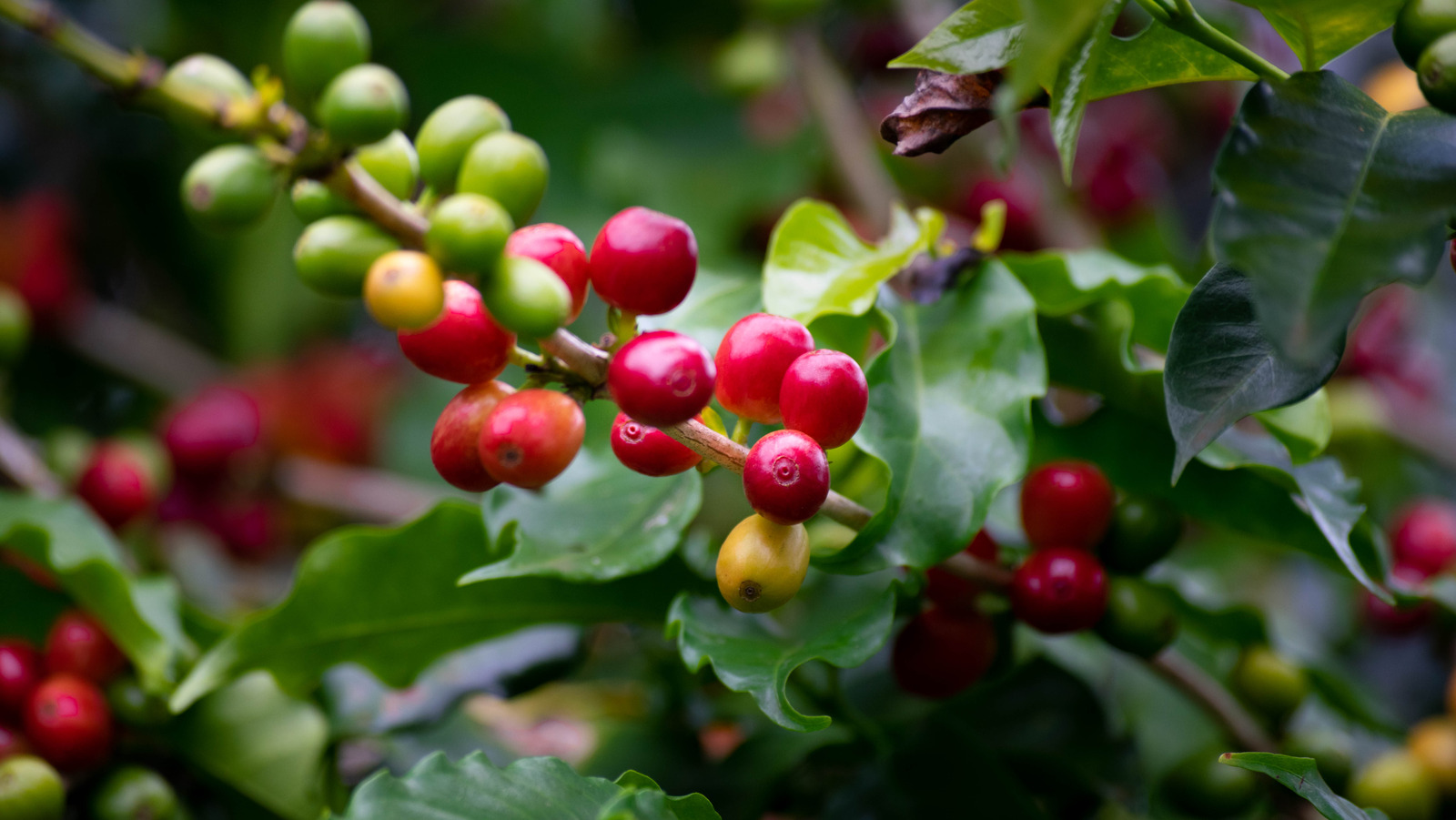 The Best Spot To Grow A Coffee Plant In Your Home Or Garden