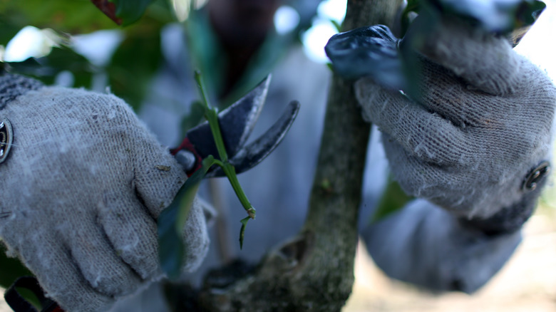 Gloved hands prune coffee plant 